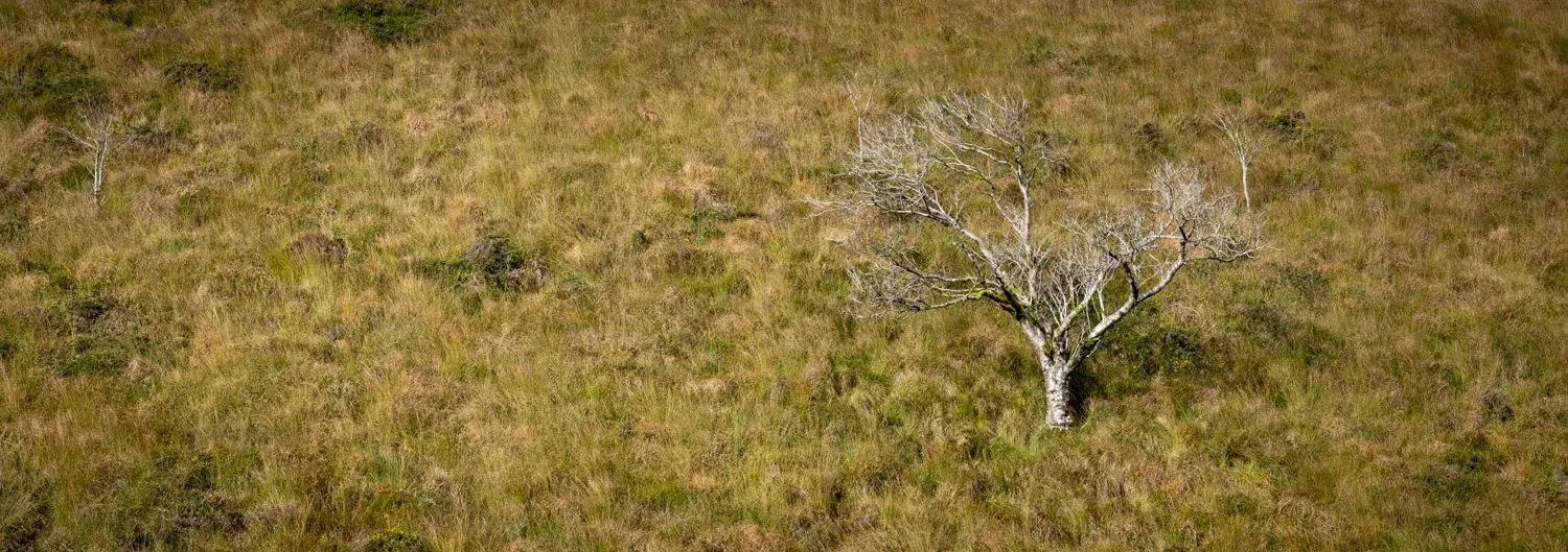 wistman web-1003 A lone tree opposite on the side of a hill