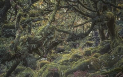 Photographing Wistman’s Wood: Capturing Dartmoor’s Magic and Protecting Fragile Environments