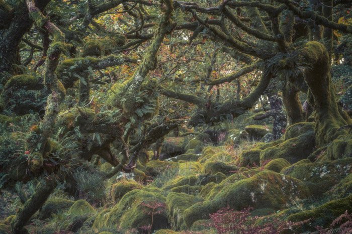 Photographing Wistman’s Wood: Capturing Dartmoor’s Magic and Protecting Fragile Environments