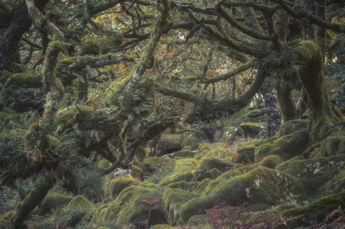 Wistmans Wood Dartmoor photography
