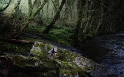 Heart vs Head: Choosing the Fujifilm GFX100S II and Embracing Medium Format Photography