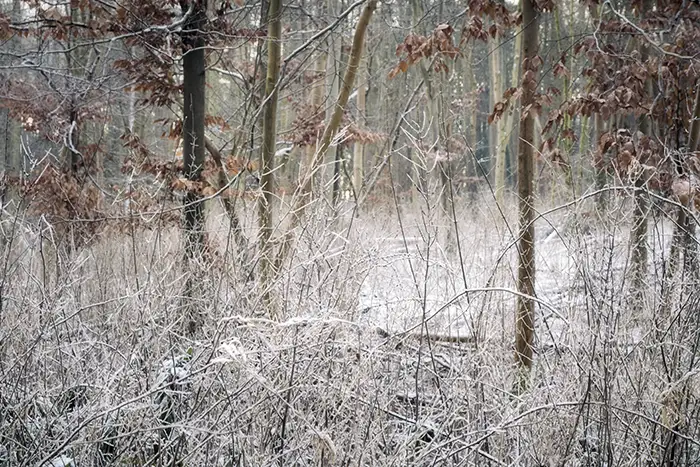 Winter Photography in Lambridge Woods: Capturing Frosty Landscapes