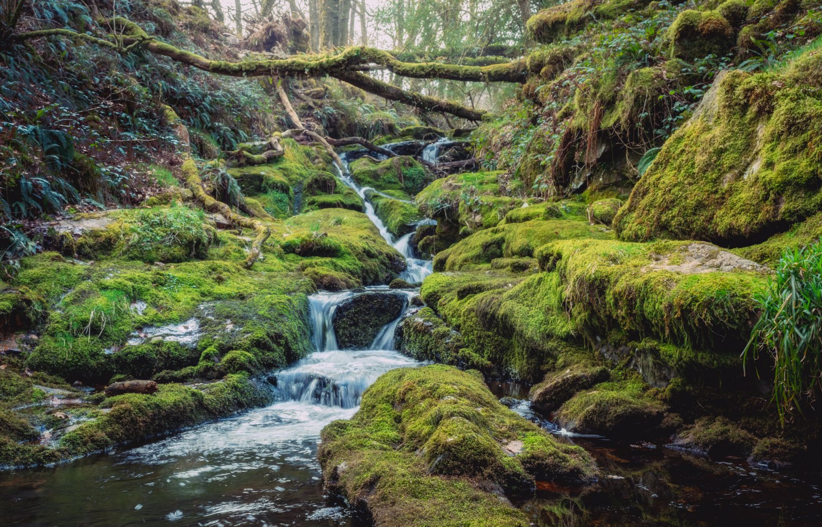 Venford1900-4 Venford Brook - Fujifilm GFX100s II with 35mm-70mm Lens
