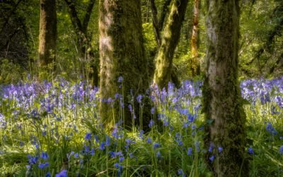 Bluebell Woodland Photography: Finding Simplicity in Nature’s Chaos