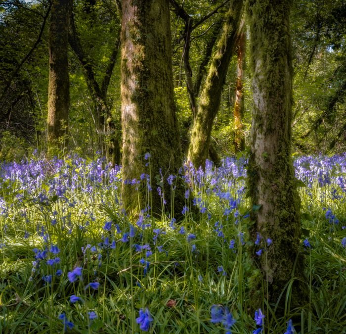 Bluebell Woodland Photography: Finding Simplicity in Nature’s Chaos