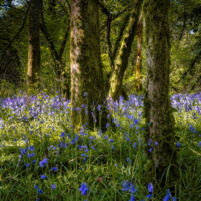 Three tree trunks rising from a carpet of spring bluebells in a quiet woodland