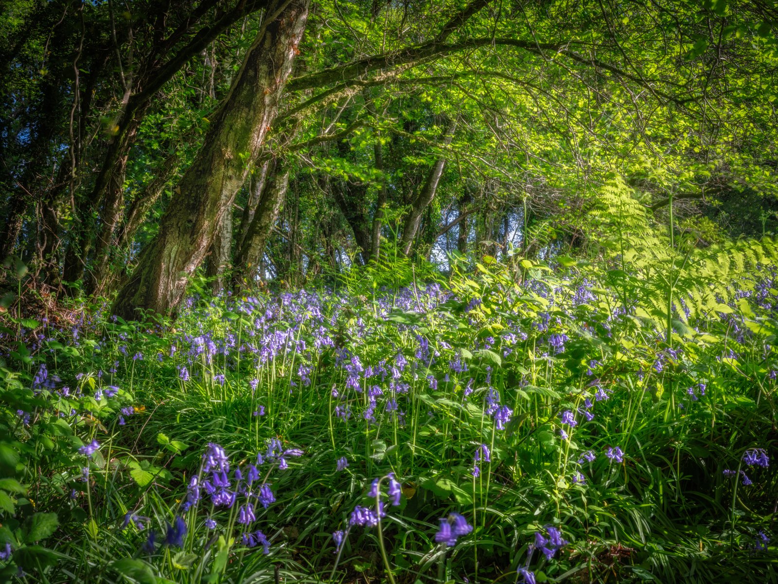 Bluebell Woodland Andrews Wood Devon The approach to Foggintor Quarry a bllack and white photo