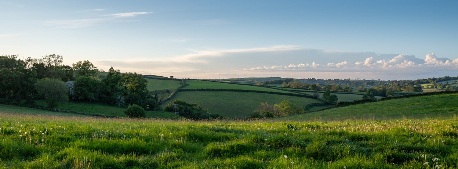xpan crop of Bluebells in Devon
