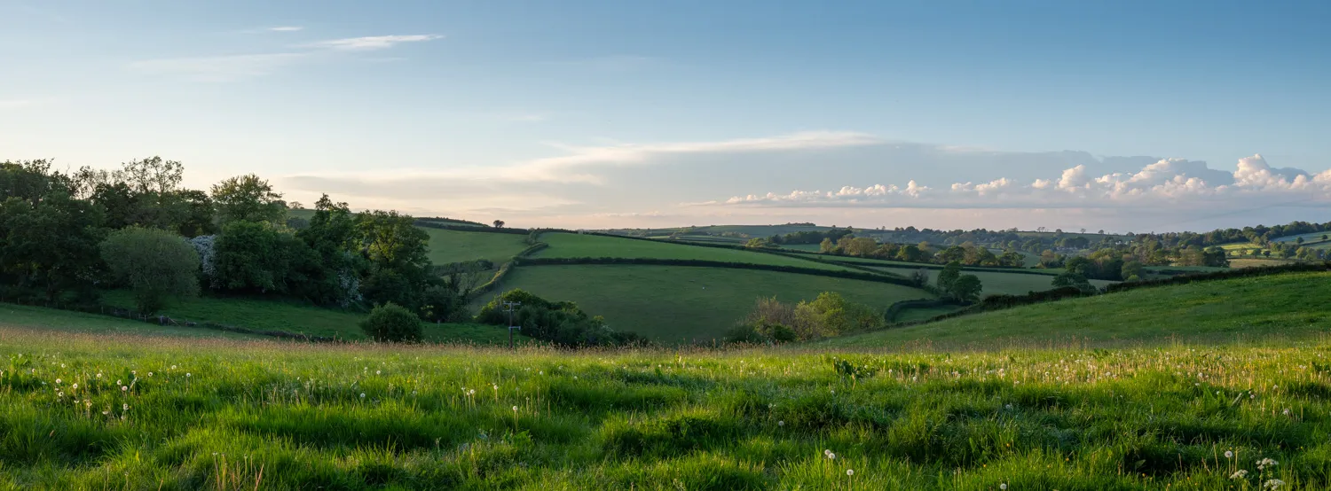 Close to Home Landscape Photography-2 xpan crop of Bluebells in Devon