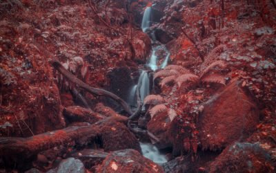 Chasing the Aerochrome Look: Recreating Kodak’s Infrared Film with Digital Tools