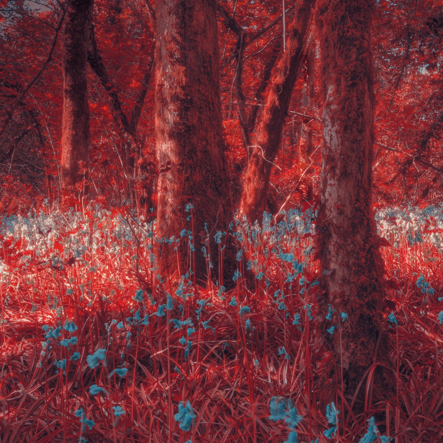 Devon Infrared emulation_-2 bluebells in Devon Aerochrome emulation