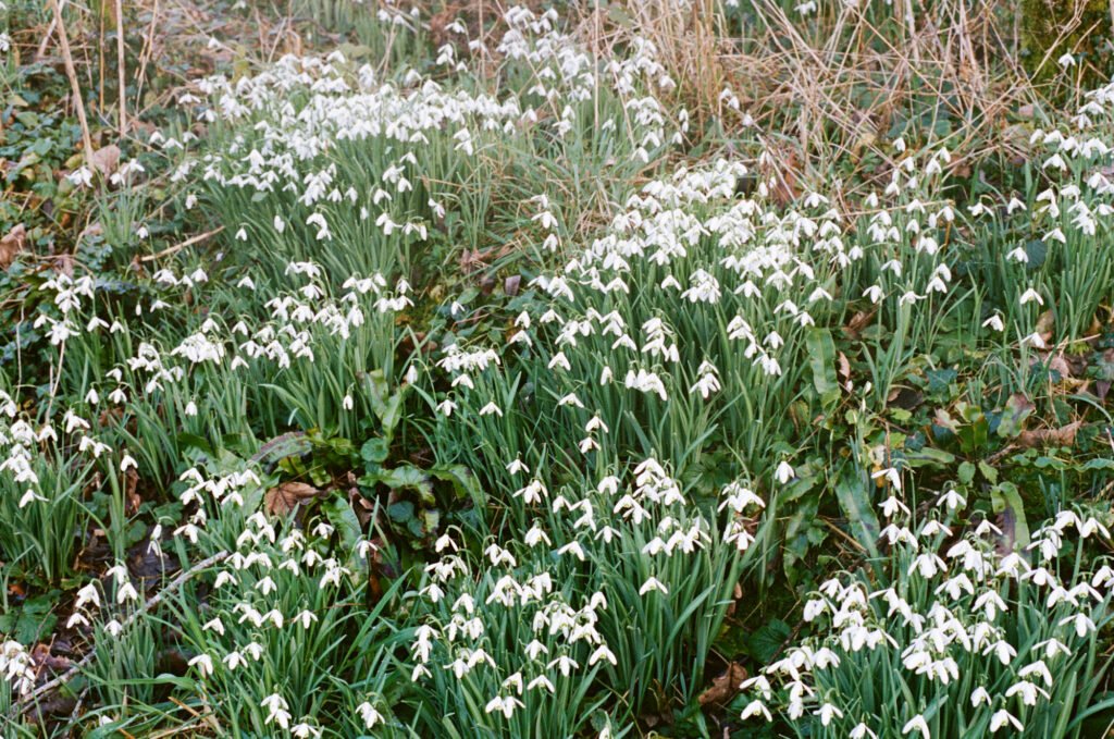 British snowdrop flowers Feberuary 2026
