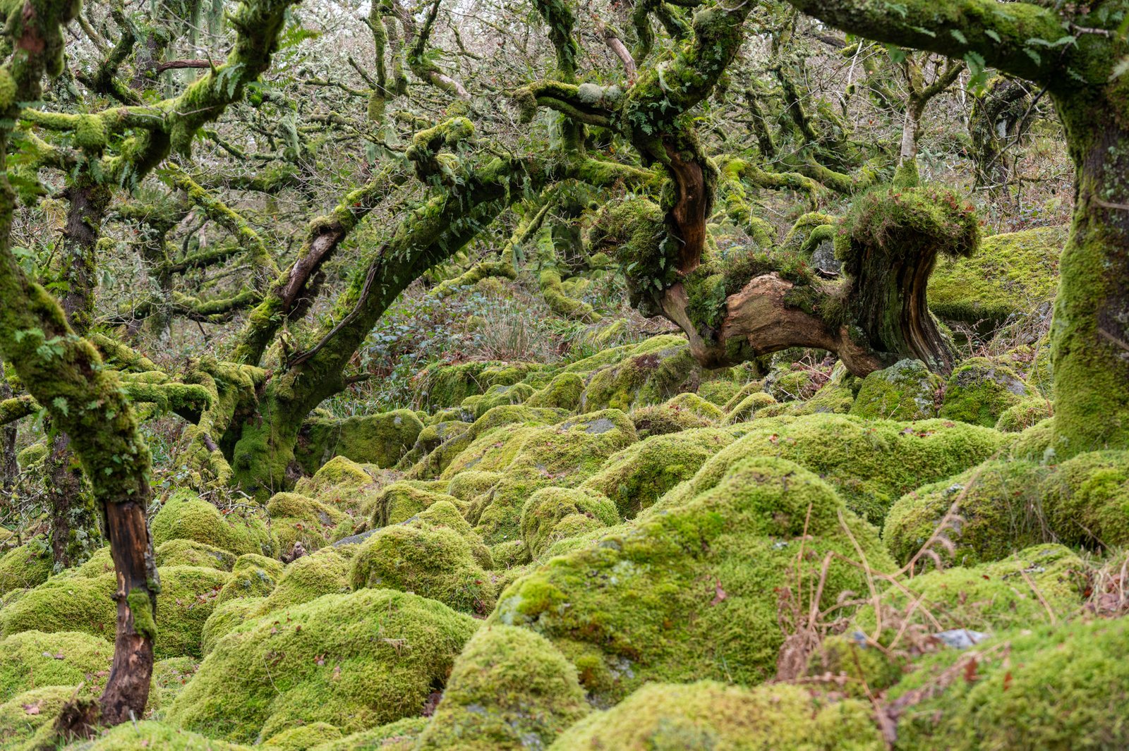 Wistmans wood revisited