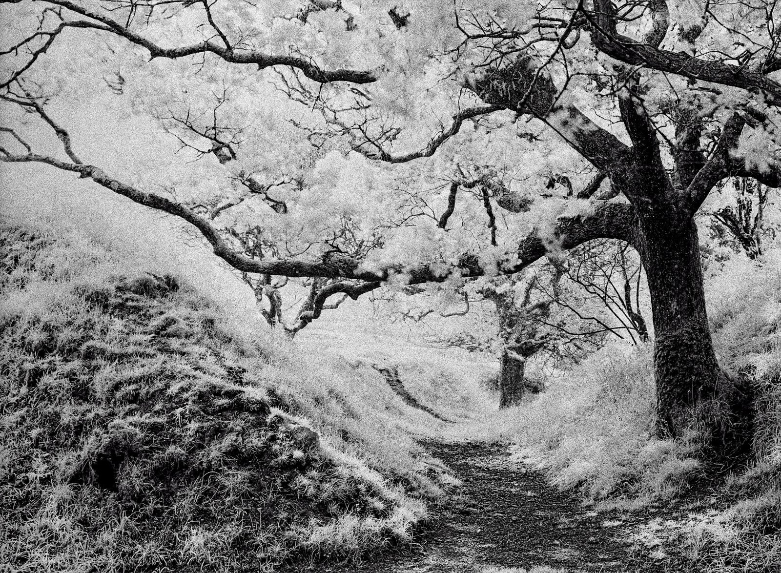 Mamiya 645pro with Rollei infrared film Tree and grass bank