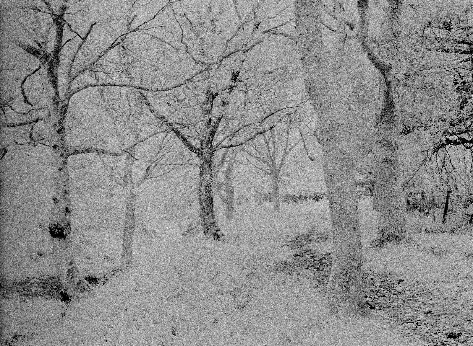 Infrared photograph when something was out with exposure