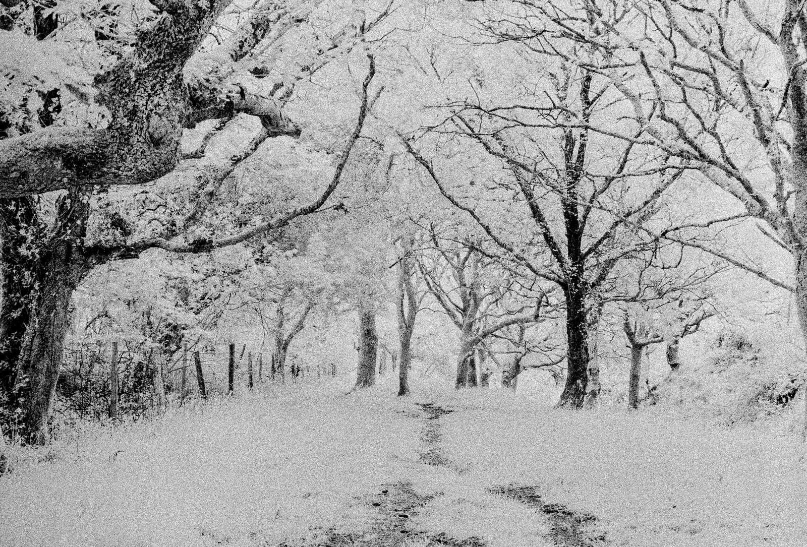 My first ever photograph taken with Infrared Film looking down avenue of trees in Devon