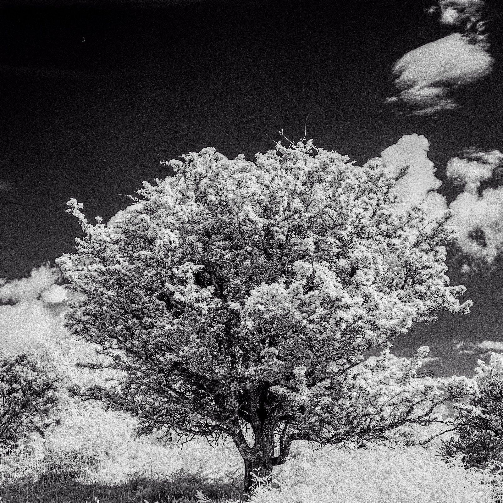 A typical infrared photograph loan tree against a blackened sky - medium format film photography
