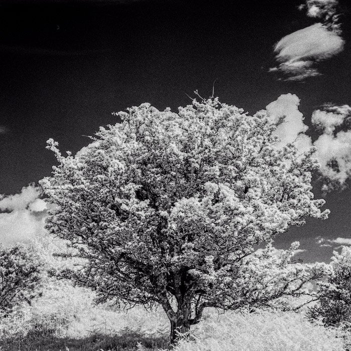 Infrared Photograph of Tree in Devon Mamiya 645 pro Rollei 400 IR film