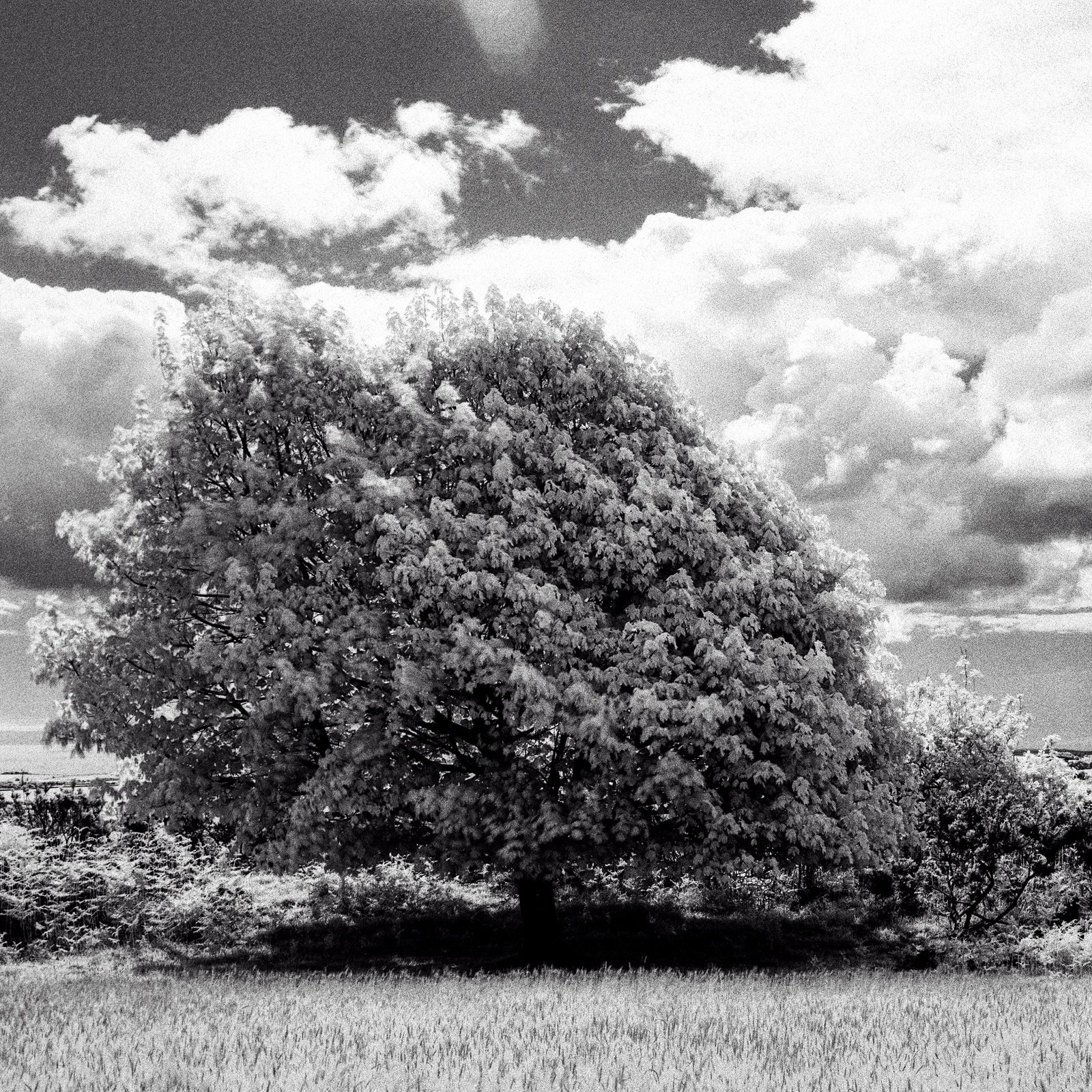 Oak Tree Mamiya 645pro infrared photography on film