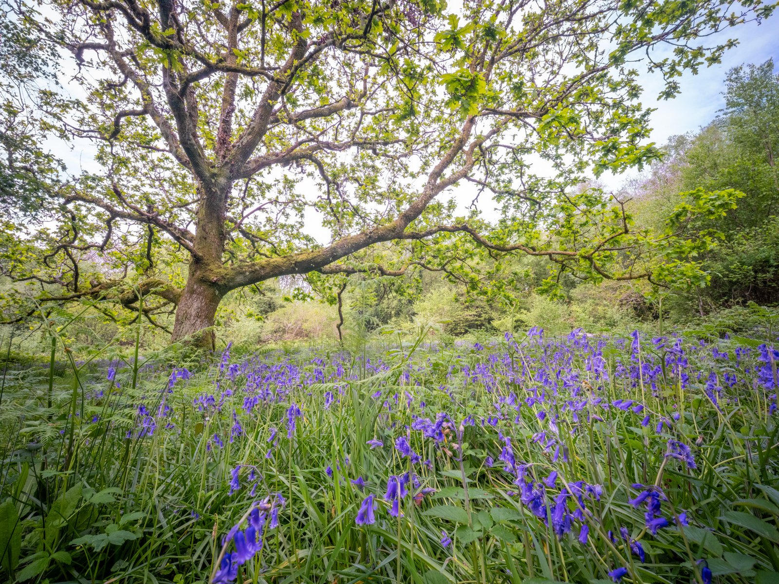 A carptet of bluebells leading into an oak tree