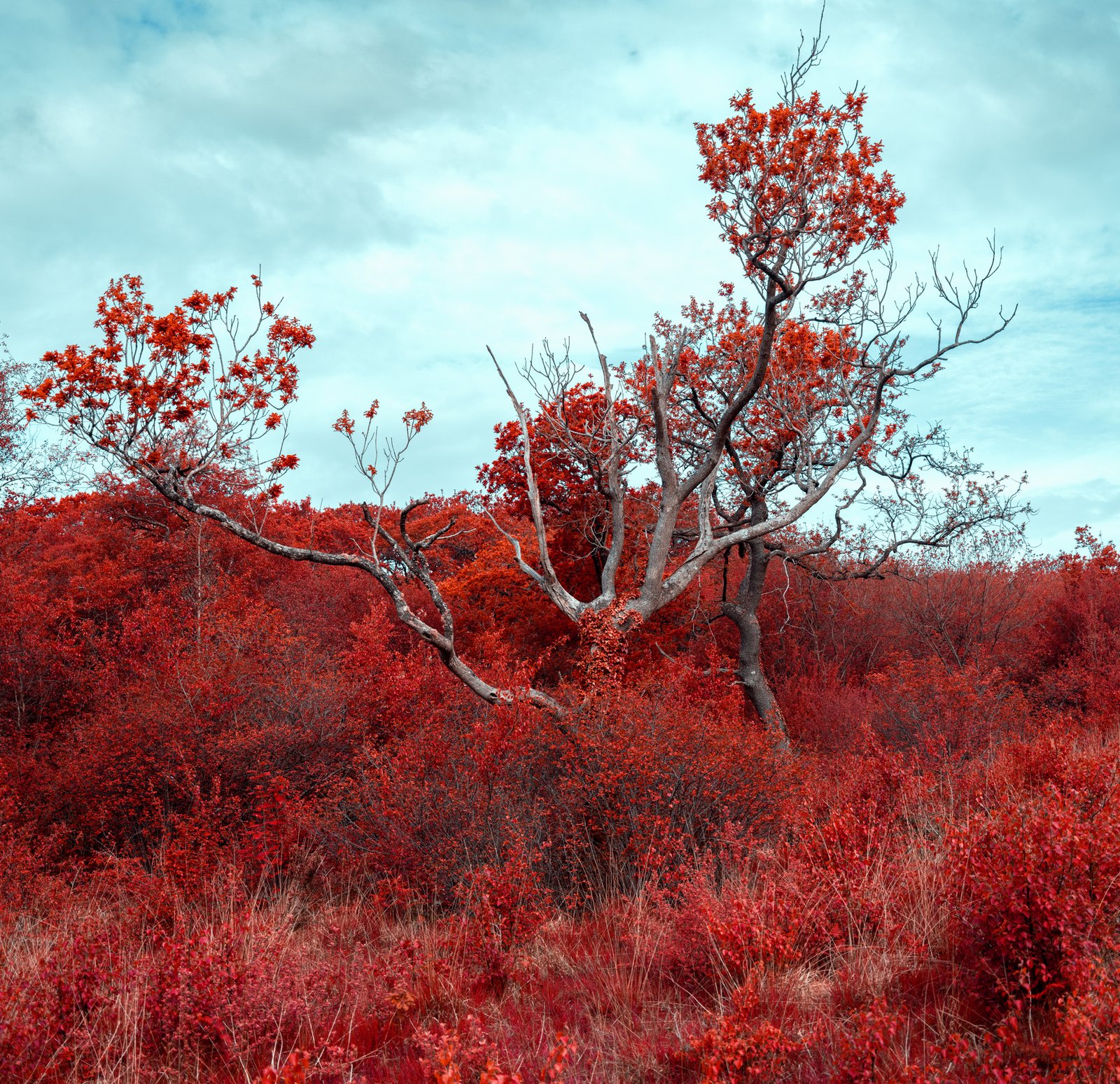 Faked a false Aerochrome image not really infrared
