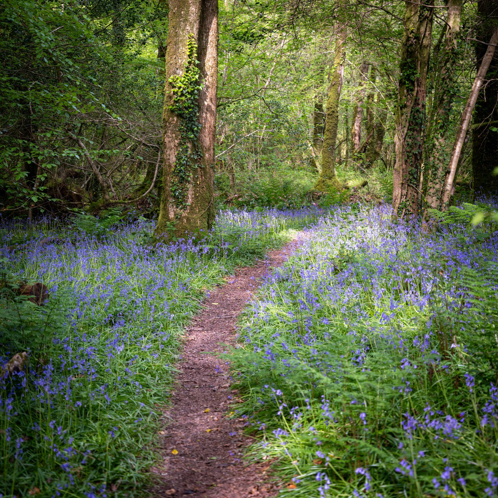 Pathway cutting through Bluebells in dense english woodland