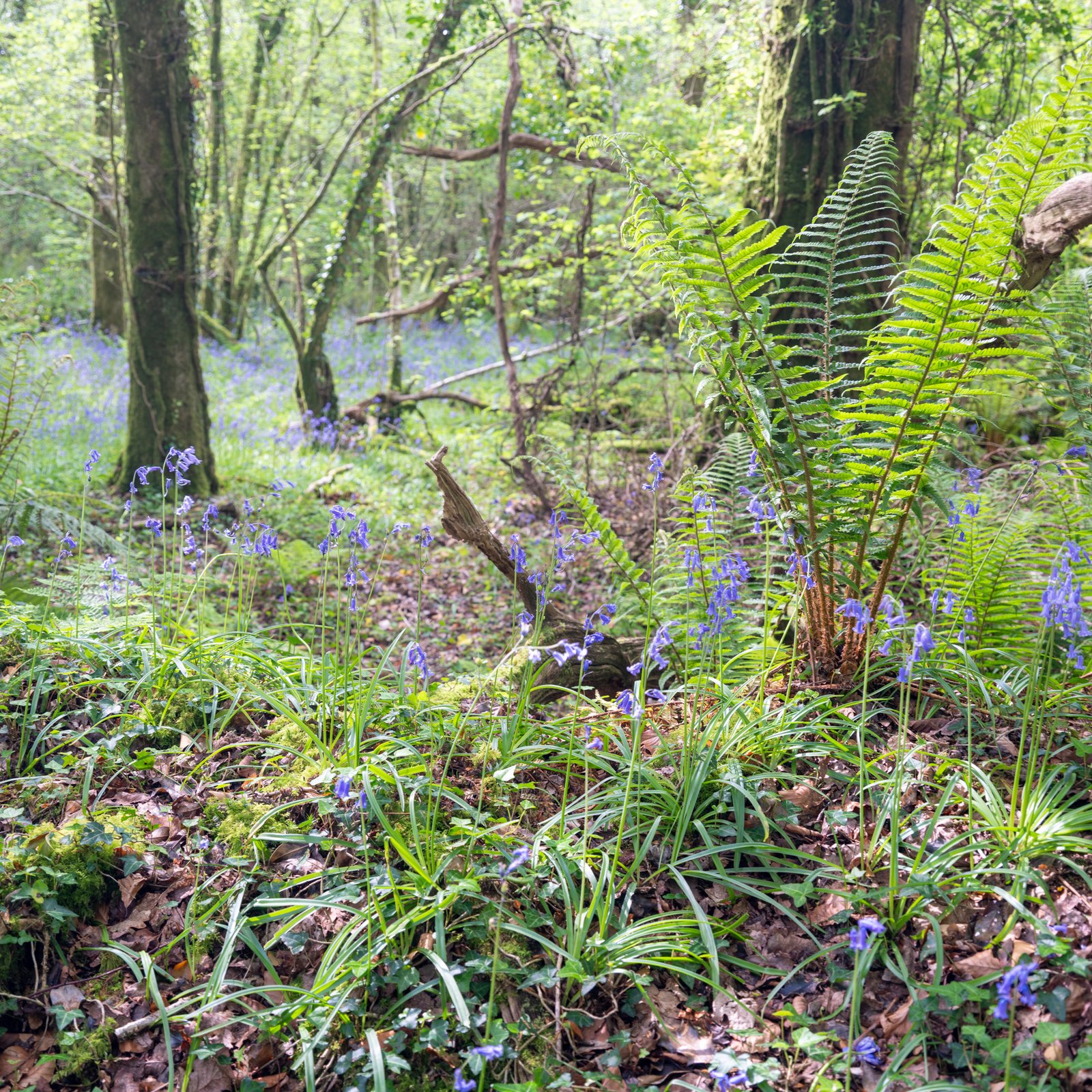 a less sucessful bluebell photography shot