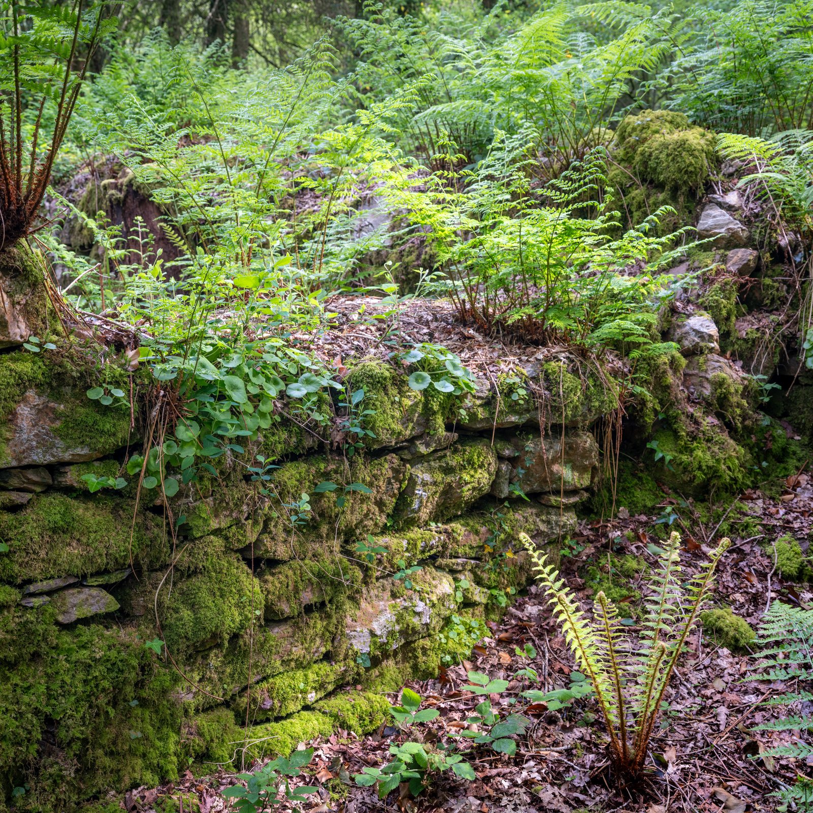 The old abandended farmstead looks more like a pile of rocks