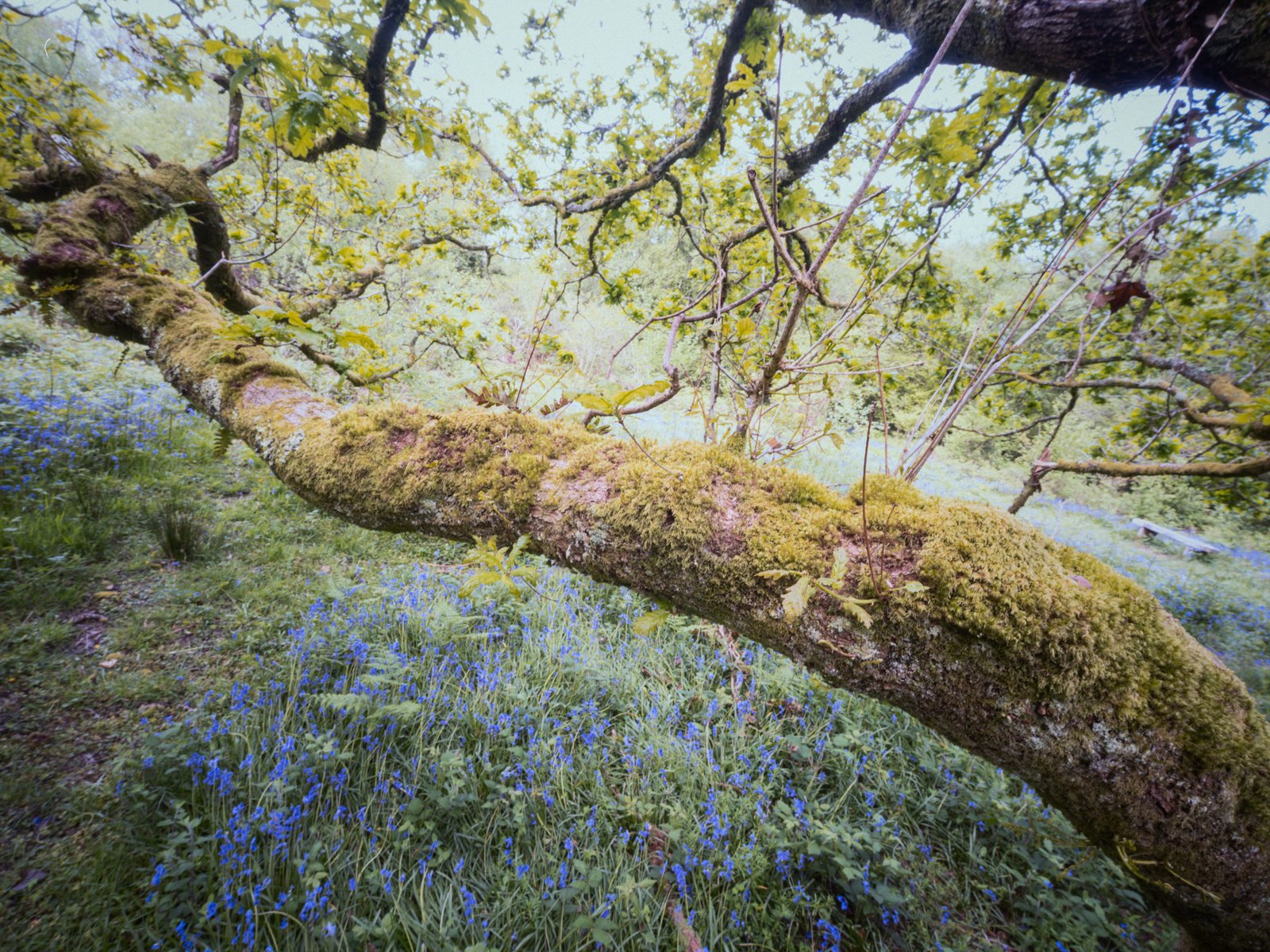 A moss covered branch
