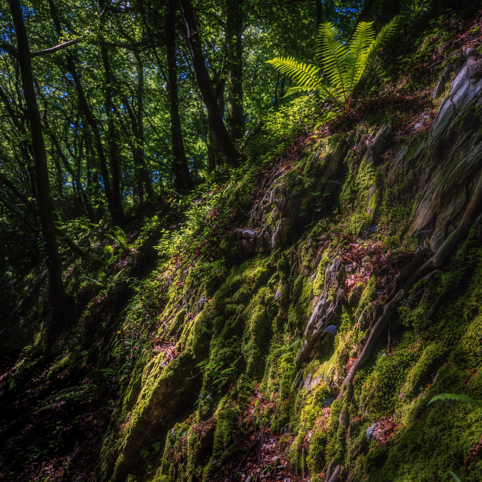 Valencia Web-15 A moss covered rock embankment part of the disused Primrose railway line