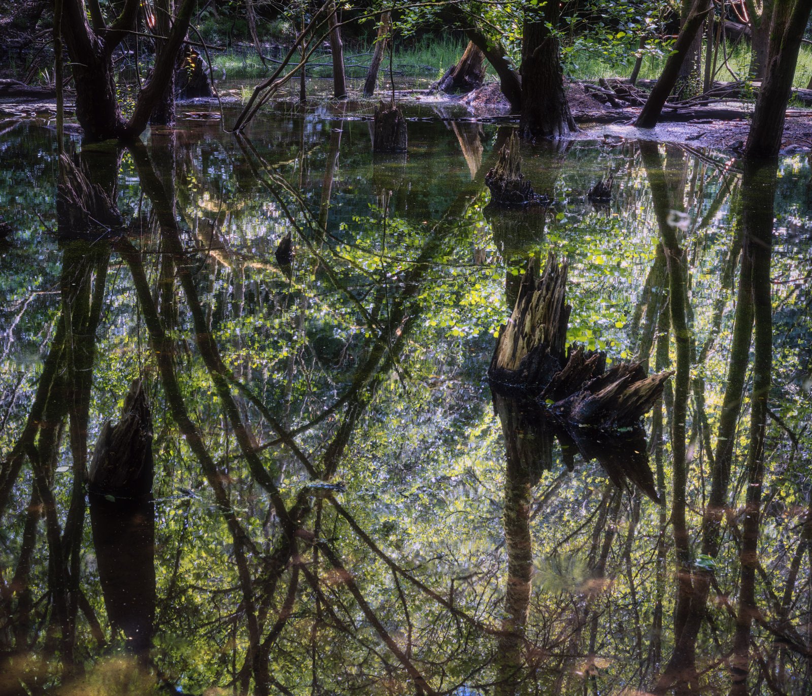 Valencia Web-15 A devon swamp near Loddiswell