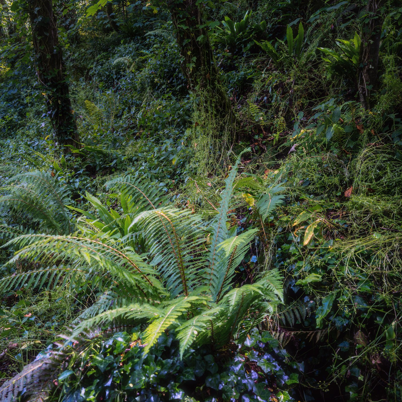 Valencia Web-15 A rain forest in devon, not quite but it comes close