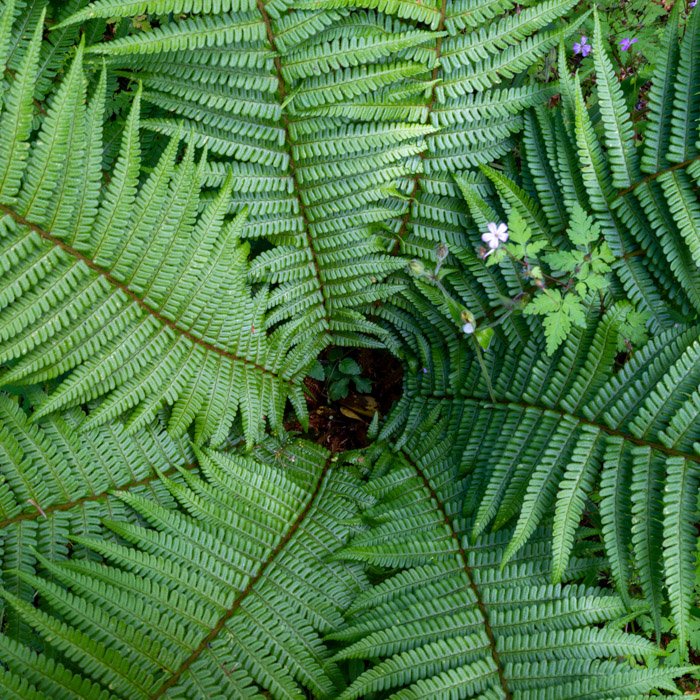 Lush ferns and pink flower