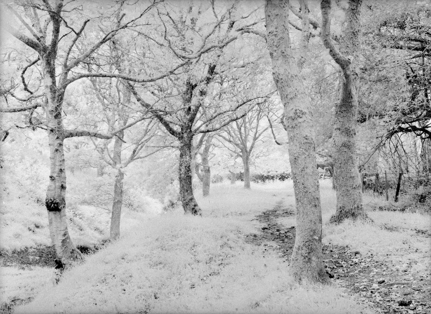 Valencia Web-15 Infrared photograph when something was out with exposure