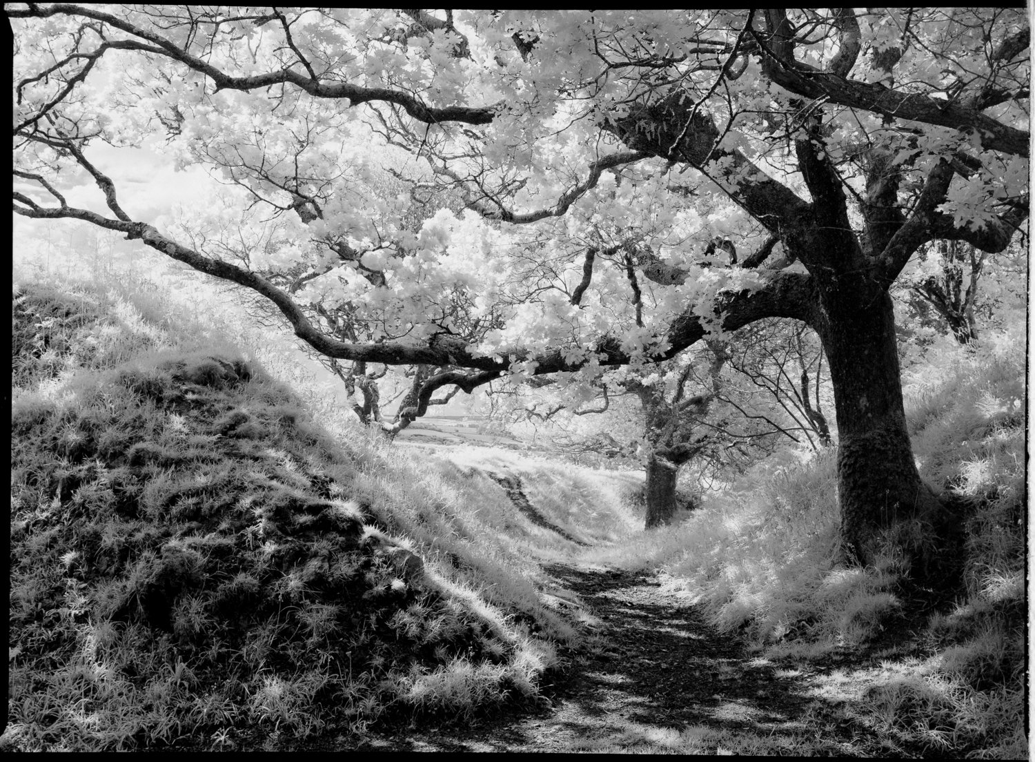 rollei-infrared-400-mamiya-645-2 Mamiya 645pro with Rollei infrared film Tree and grass bank