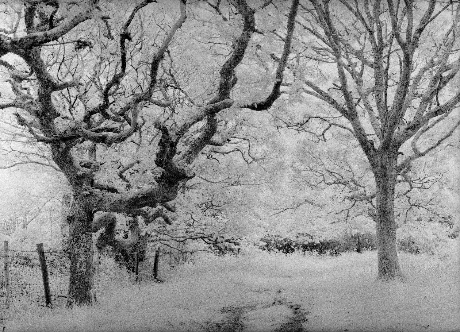 Valencia Web-15 My first ever photograph taken with Infrared Film looking down avenue of trees in Devon