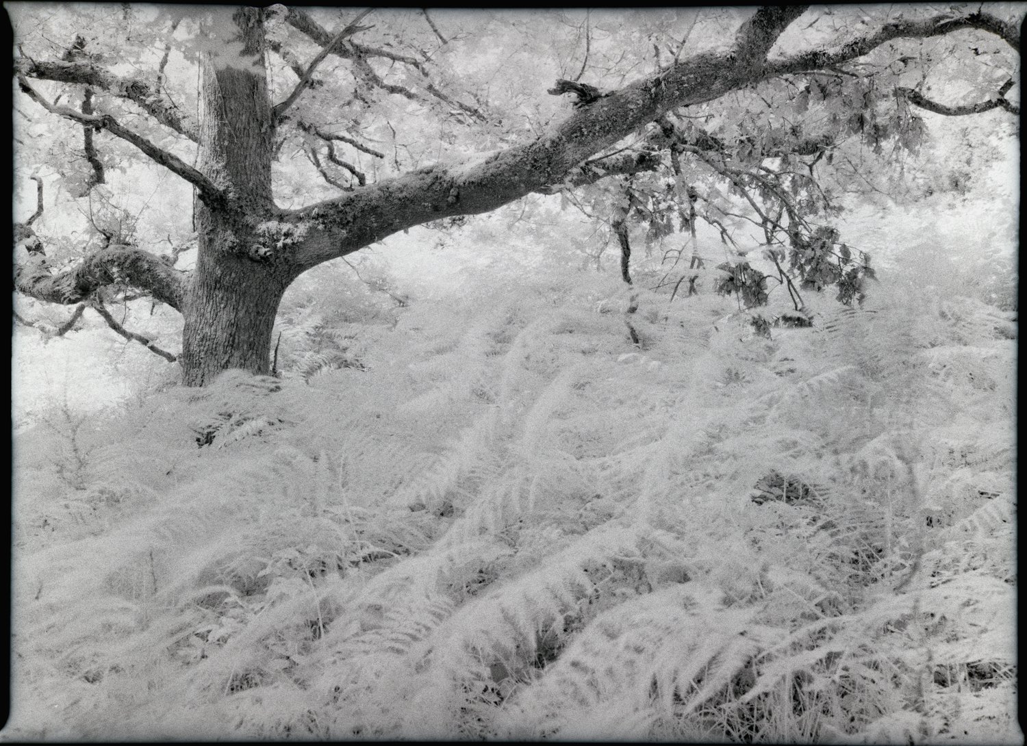 Rollei Infrared 2 on Mamiya 645-1 Old oak tree and ferns photographed on Rollei Infrared 400 with a Mamiya 645 Pro