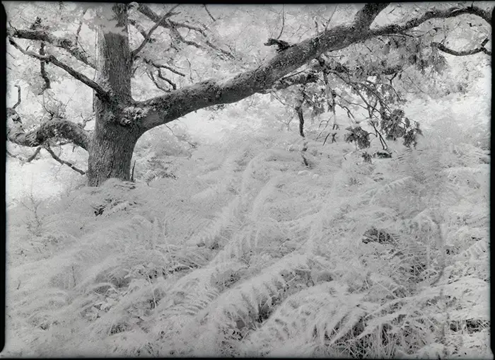 Old oak tree and ferns photographed on Rollei Infrared 400 with a Mamiya 645 Pro