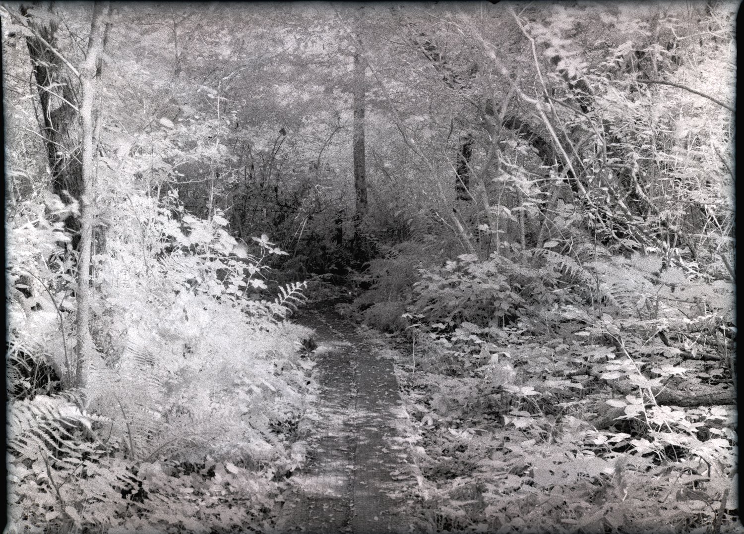 Rollei Infrared 2 on Mamiya 645-2 Woodland path photographed on Rollei Infrared 400 using a Mamiya 645 Pro
