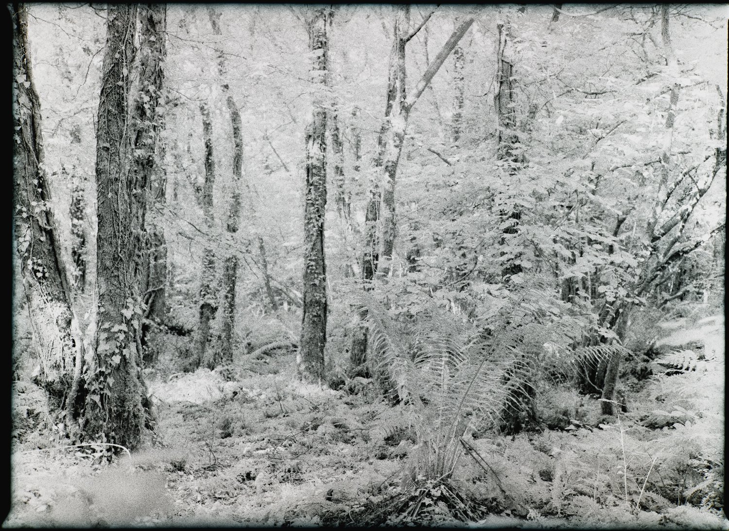 Rollei Infrared 2 on Mamiya 645-3 Infrared woodland and ferns photographed on Rollei Infrared 400 with a Mamiya 645 Pro