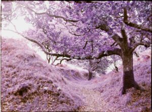 Lomochrome purple tree in devon