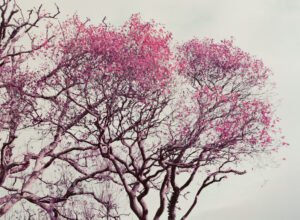 Lomochrome Purple