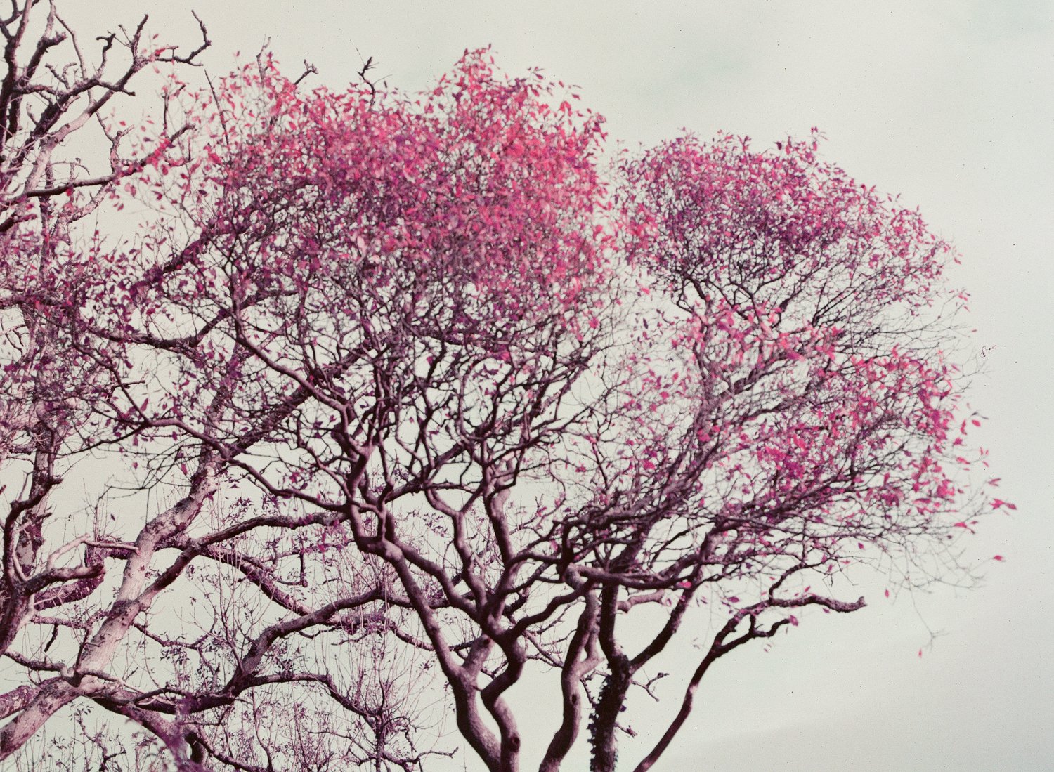 Lomochrome Purple-1 Lomochrome Purple
