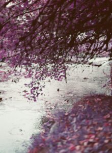 Lomochrome purple by the river