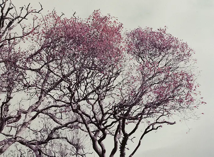 Lomochrome purple in devon woodland